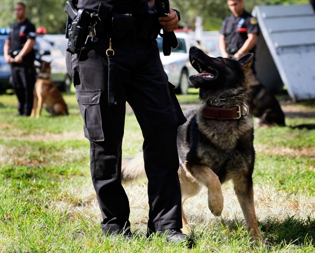 K-9 Police Teams Hold Graduation Ceremony In Miami