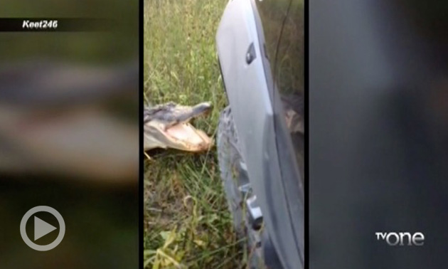 WTH? Thursday: Who Wins In A Fight, A Gator Or A Truck...AND MORE
