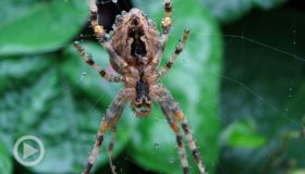 WTH?! Thursday: Prosecutor Suspended For Pulling Gun On Fake Spiders ... And More