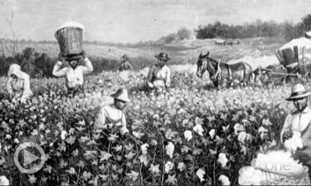 'The Half Has Never Been Told:' Author Explains How Slavery Powered American Capitalism
