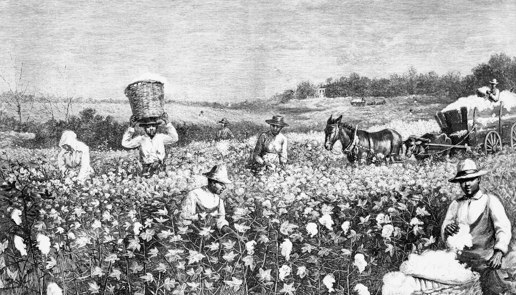 Engraving of Slaves Working In Field by Horace Bradley