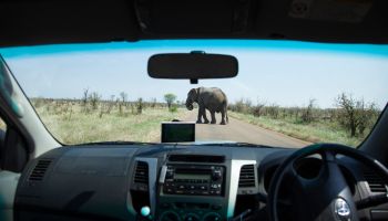 Elephant meets tourists, Kruger Park, South Africa