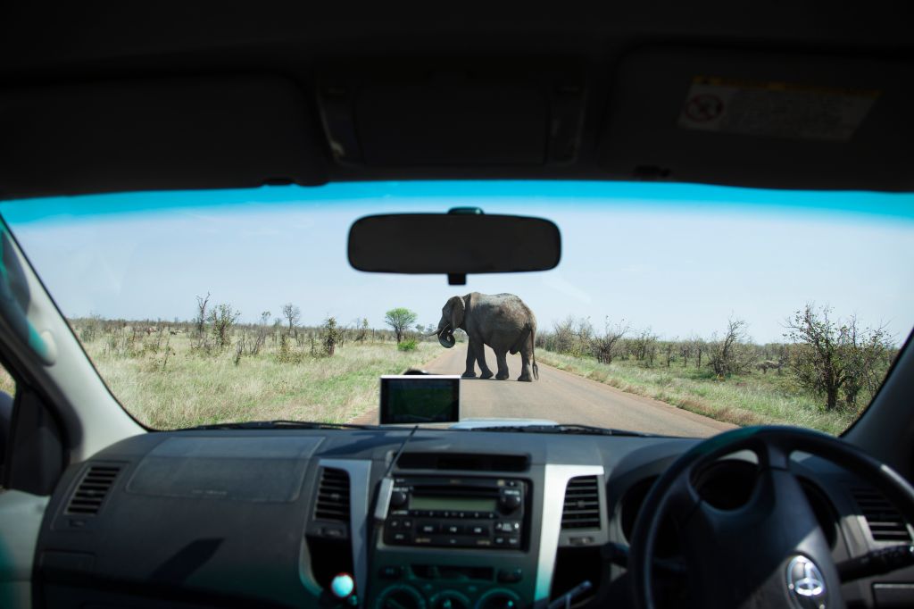 Elephant meets tourists, Kruger Park, South Africa