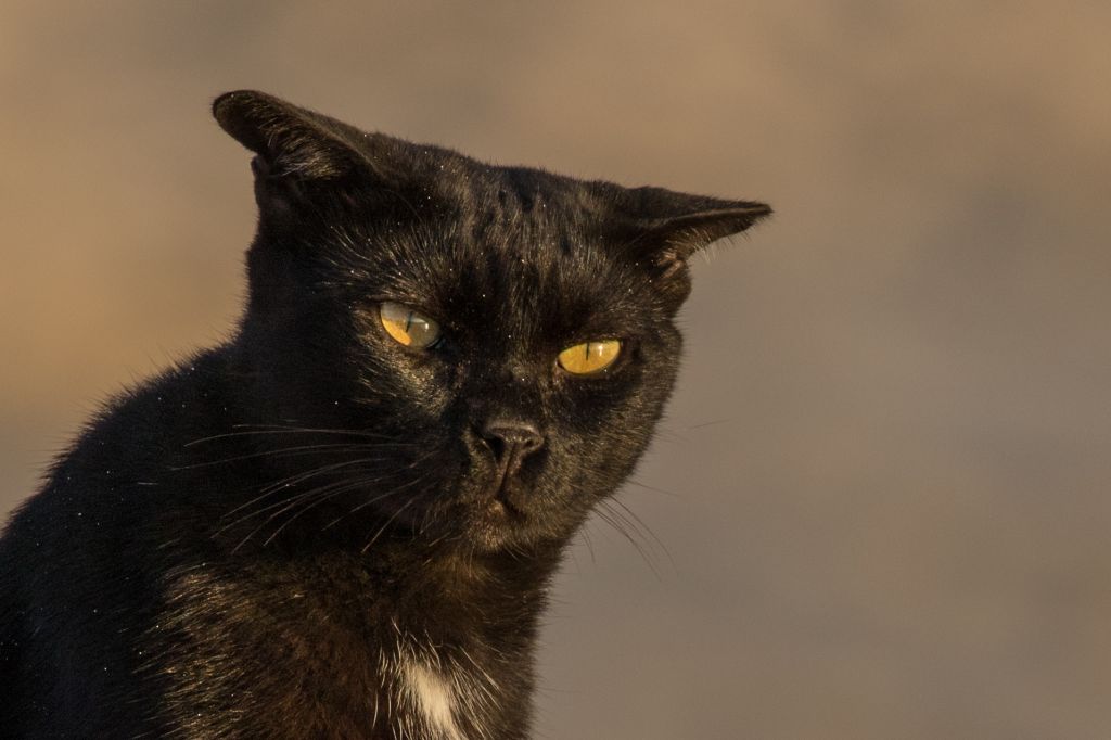 Close-Up Portrait Of Black Cat Outdoors