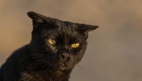 Close-Up Portrait Of Black Cat Outdoors