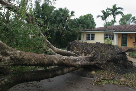 A fallen tree caused by Hurricane Katrina.