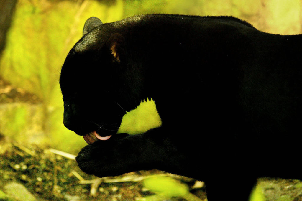 Jaguar Mowgli - Edinburgh