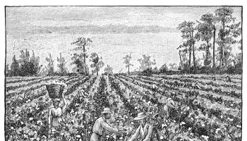 Cotton field engraving 1895