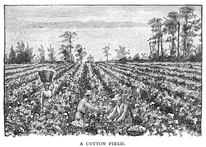 Cotton field engraving 1895