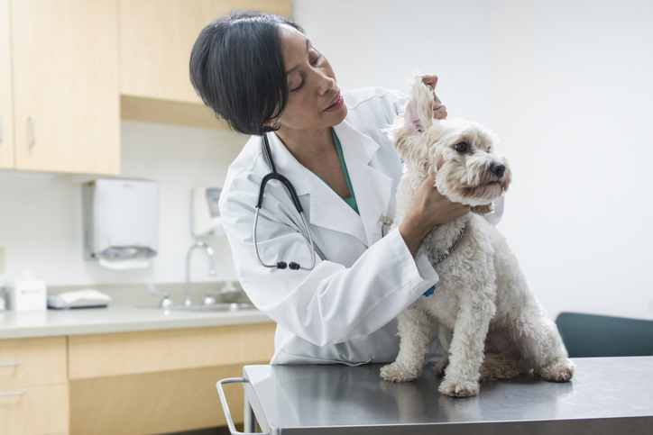 Black veterinarian examining dog ear