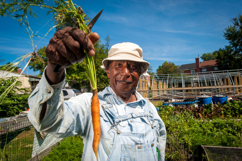 An African American farmer holds up a carrot just pulled from the garden.