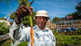 An African American farmer holds up a carrot just pulled from the garden.
