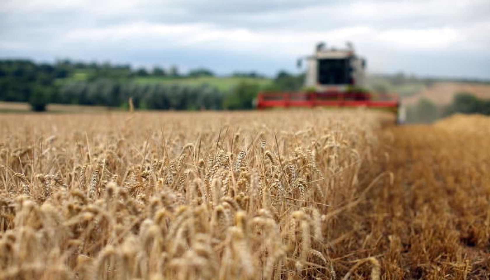 Global Grain Prices Set To Soar Amid Fears Of Wheat Shrotage Due To Drought
