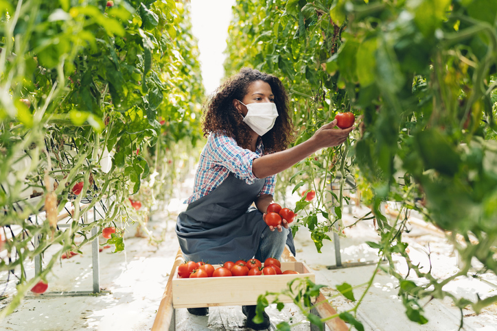 Tomato crop harvest during the covid-19 pandemics