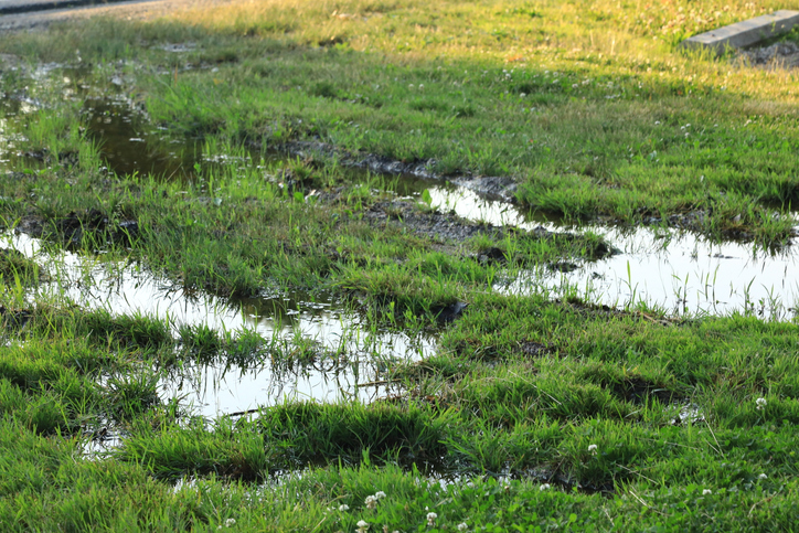 Standing water in the flooded lawn grass
