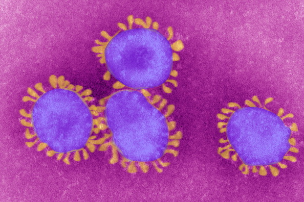 Coronavirus, Tem