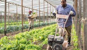 Man cultivates the land with a cultivator in greenhouse farm