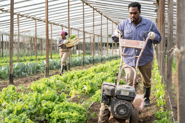 Man cultivates the land with a cultivator in greenhouse farm