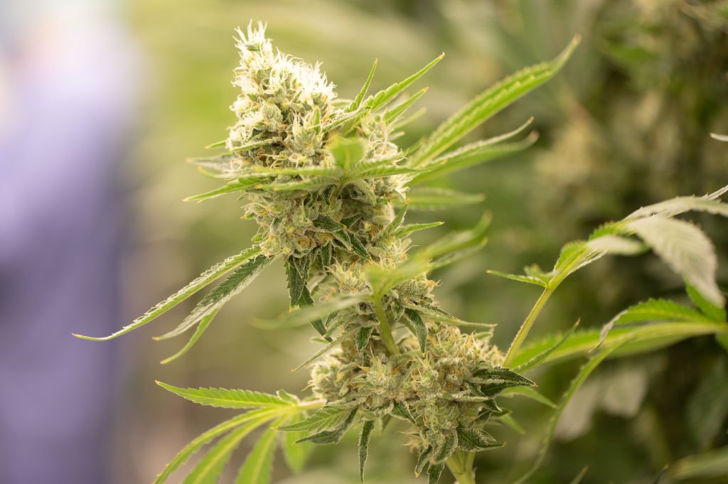 Demecan cannabis cultivation