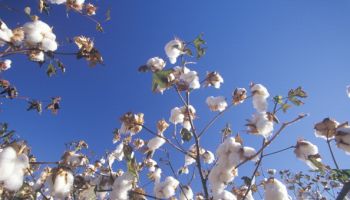 Cotton field in Tucson, AZ