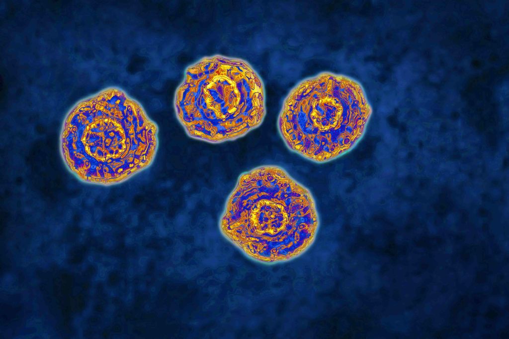 Hepatitis c virus