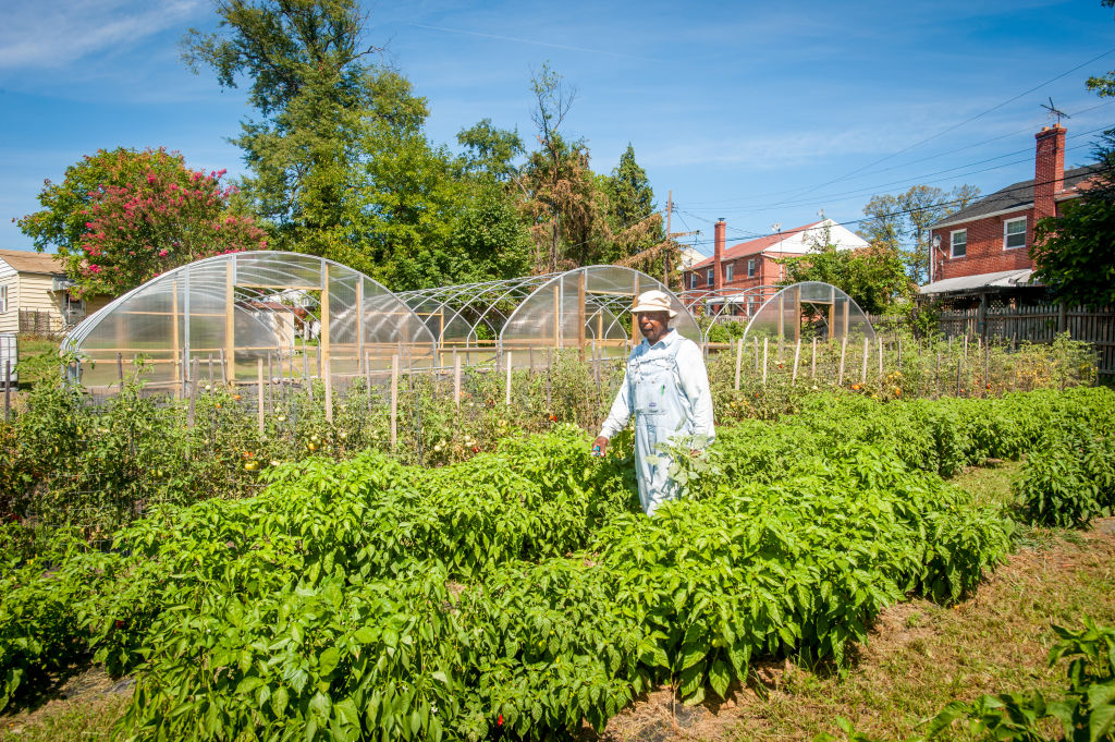 An African American farmer walks through rows of vegetation in an urban vegetable garden.