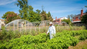 An African American farmer walks through rows of vegetation in an urban vegetable garden.