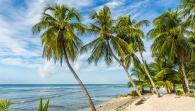 Beach in Barbados with coconut palms