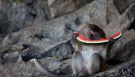 Monkey eating watermelon on the rock in Thailand.