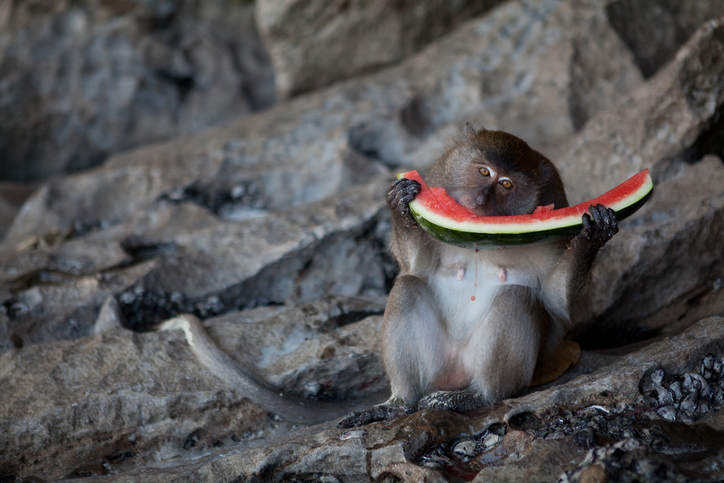 Monkey eating watermelon on the rock in Thailand.