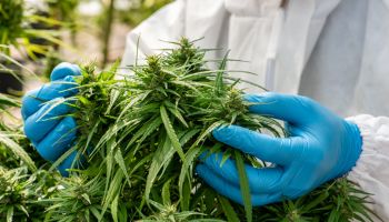 Medical Marijuana in Ccannabis
