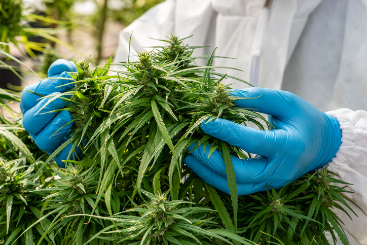 Medical Marijuana in Ccannabis