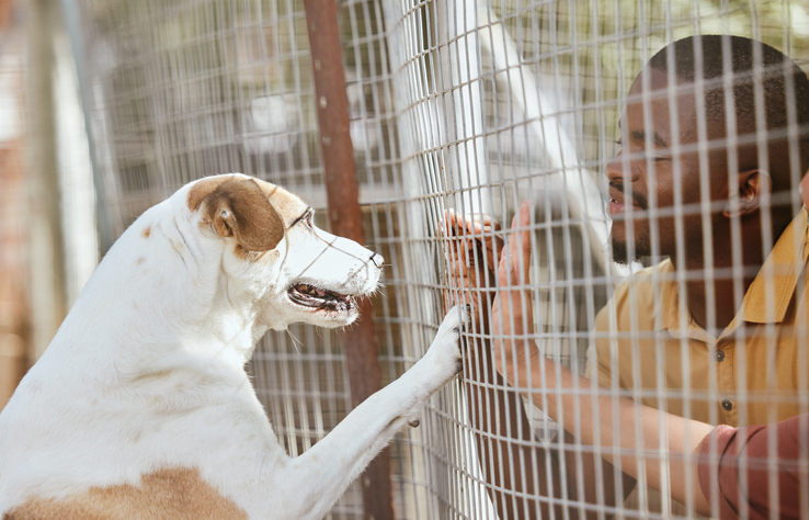 Dog, adoption and animal shelter with a black man volunteer working at a rescue center for foster care. Pet, charity and community with a male and puppy at a kennel for adopting canine pets