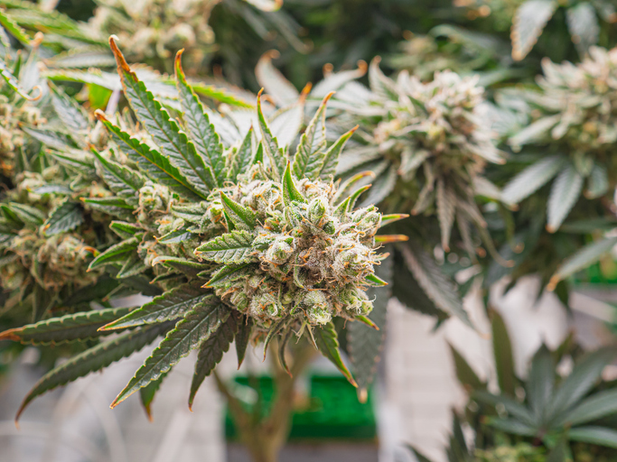 Cannabis plant ready for harvest in a greenhouse.