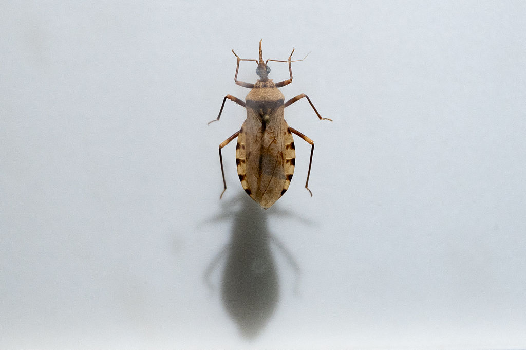 Chagas disease, kissing bugs, Texas,