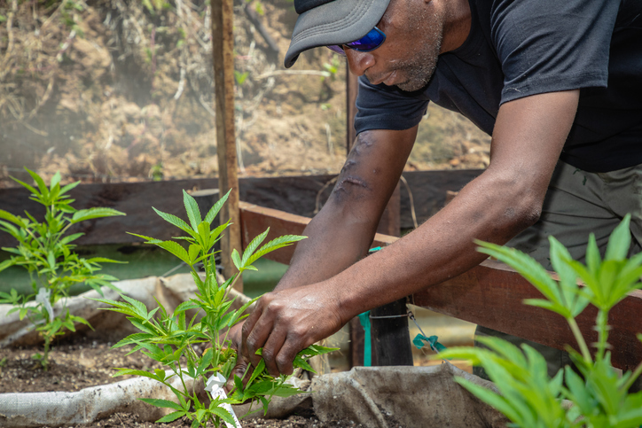 420 Laws: US Cannabis Legalization Through The Decades