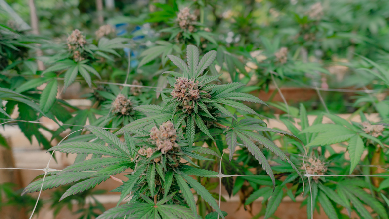 Organic cannabis flowers grown in a greenhouse using the SunGrow