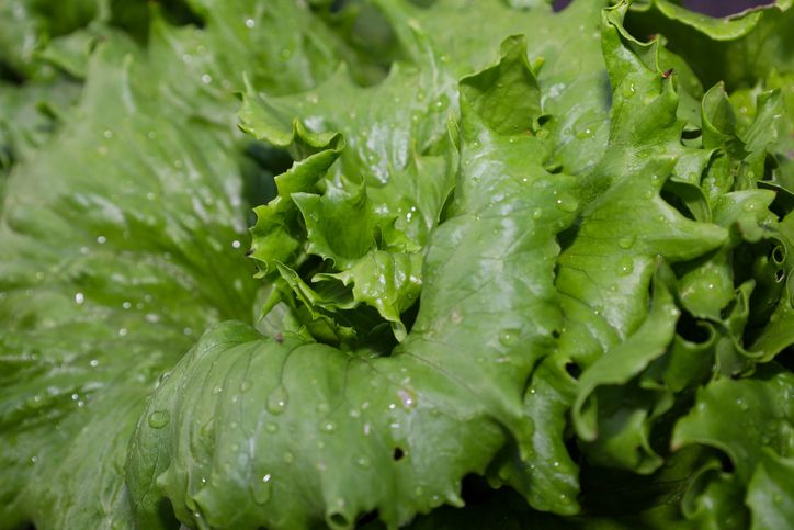 Fresh green iceberg lettuce leaves are covered with small drops of morning dew. Close-up of juicy crisp greenery exudes natural purity and the benefits of organic food.